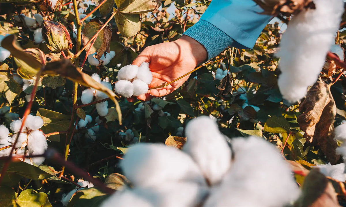 Organic Cotton Collection